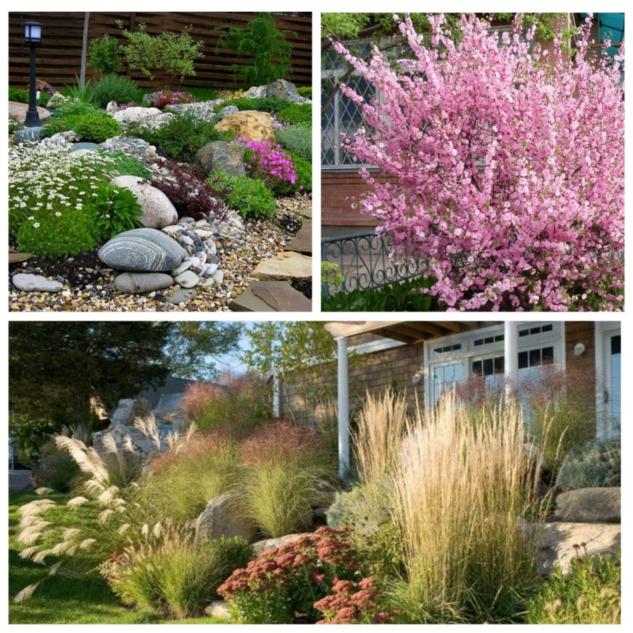 Злаки ранней весной