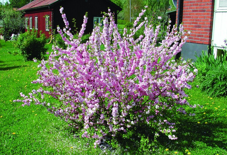 Миндаль трехлопастной Prunus triloba