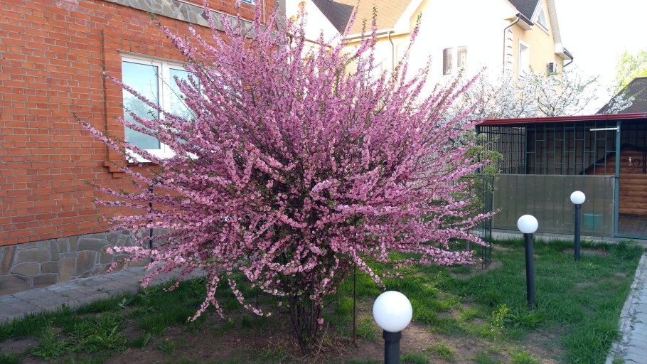 Миндаль трехлопастной куст