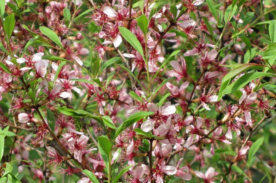 Миндаль Ледебура деревом