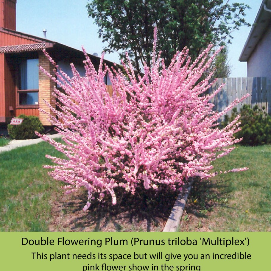 Миндаль трехлопастной Rosenmund