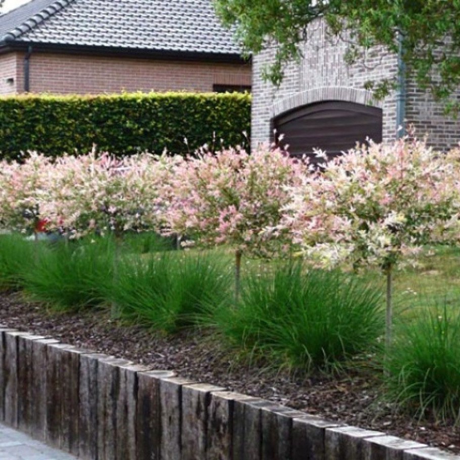 Японская Ива Хакуро нишики