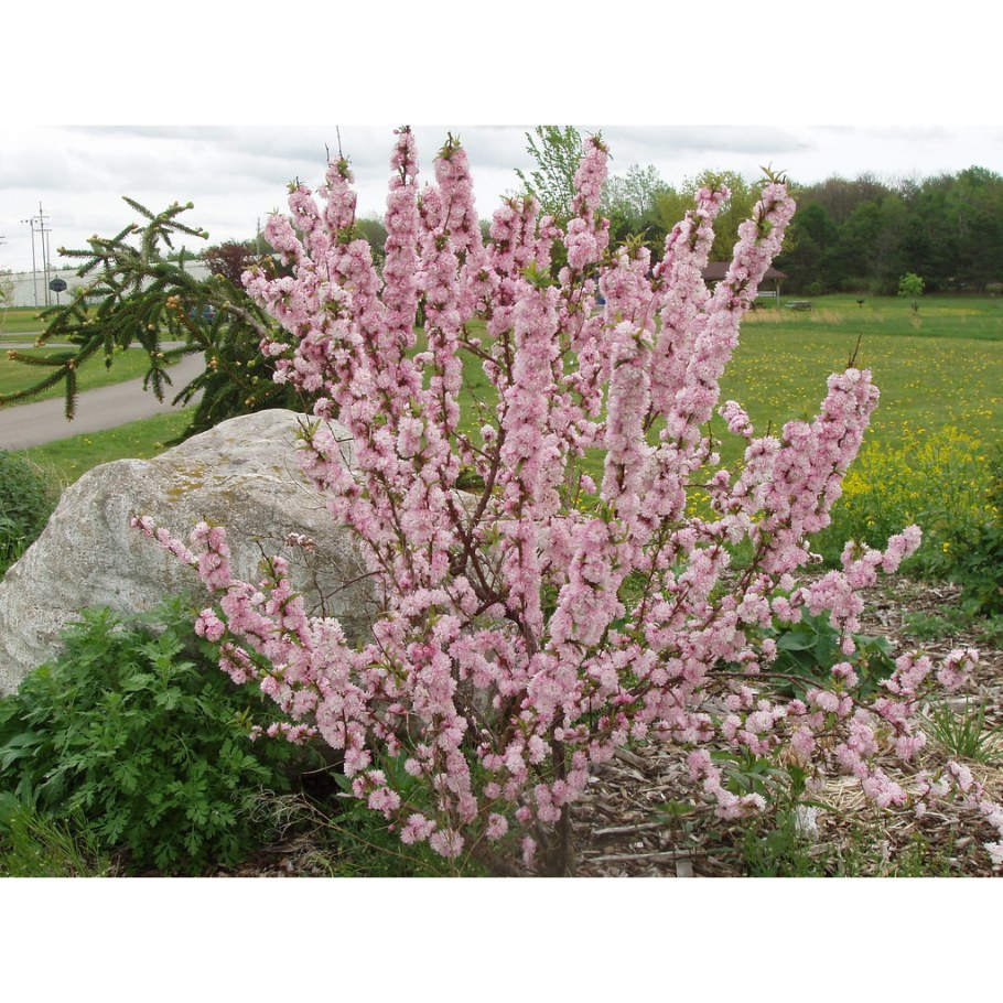 Миндаль трехлопастной Розенмунд