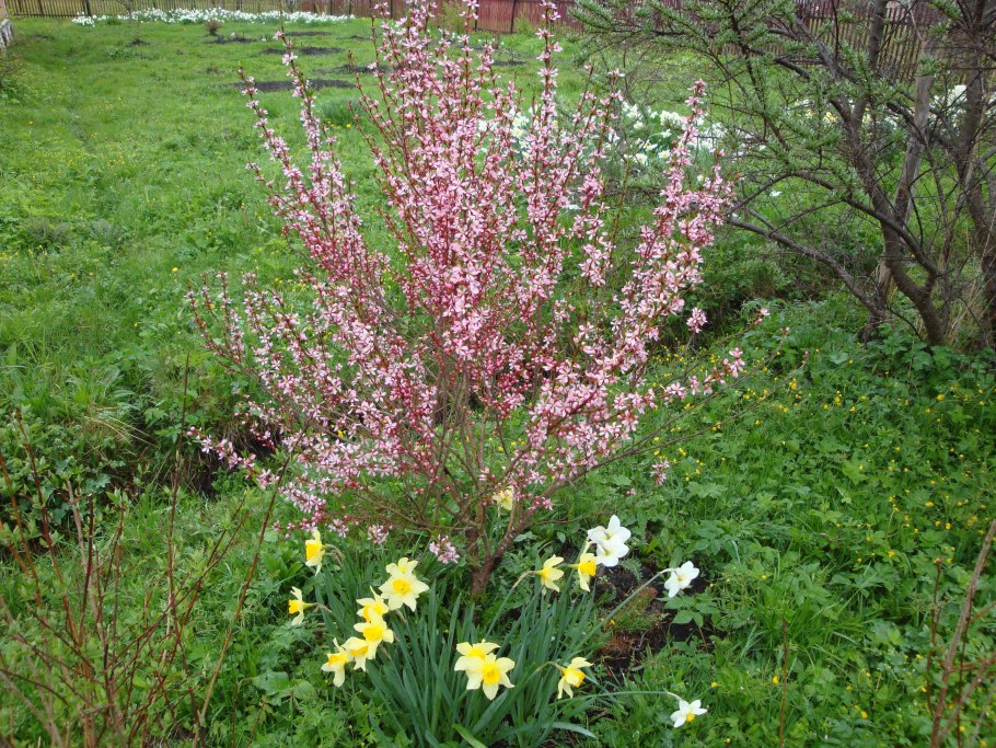 Миндаль трехлопастный Веснянка