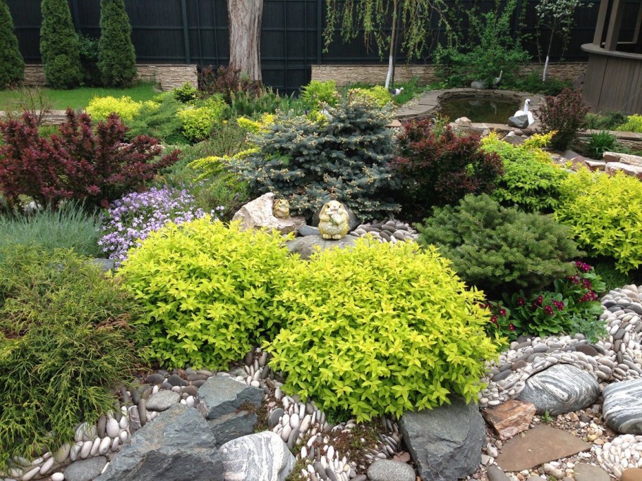 Туя Тунберга