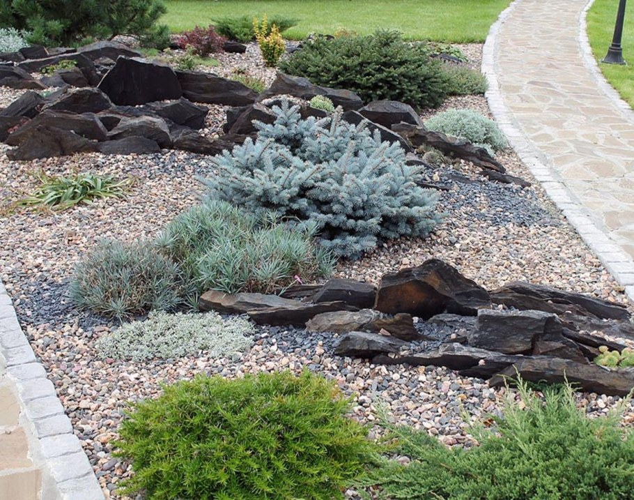 Кизильник в рокарии