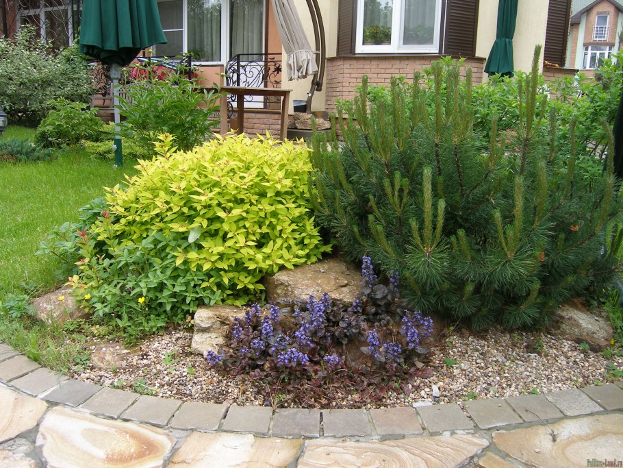 Сосна Пумилио Горная миксбордер