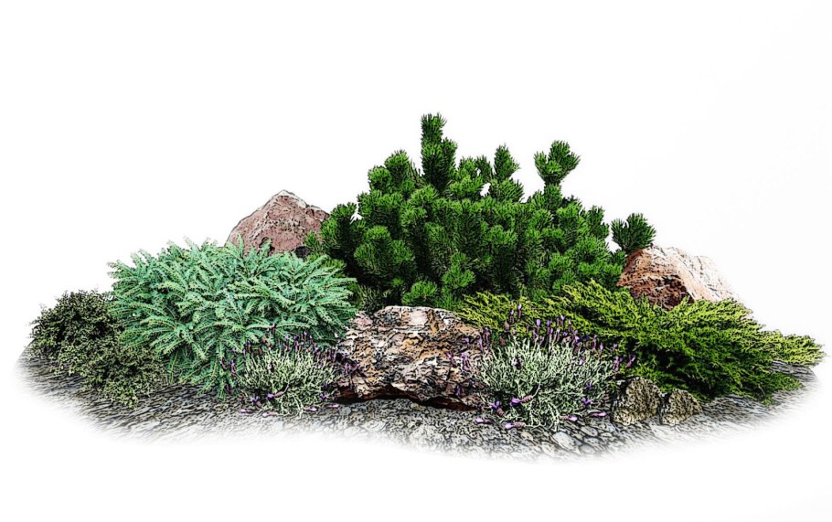 Сосна Горная Пумилио