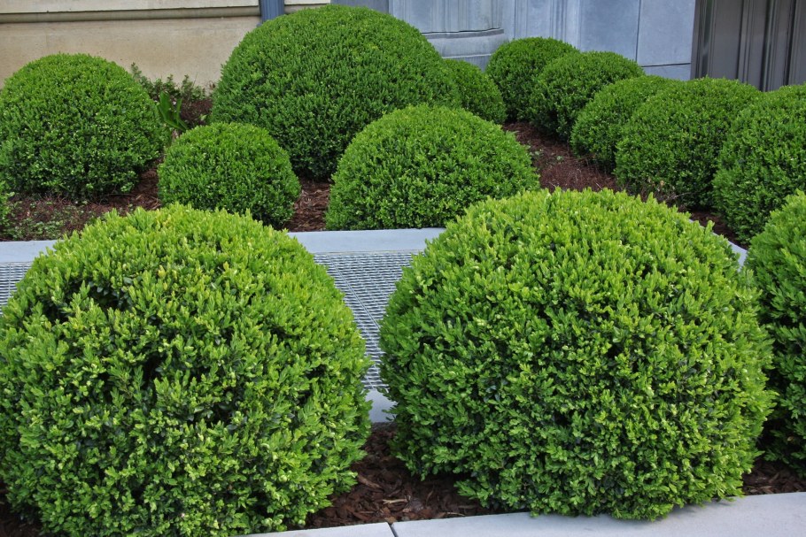 Туя Глобоза Даника