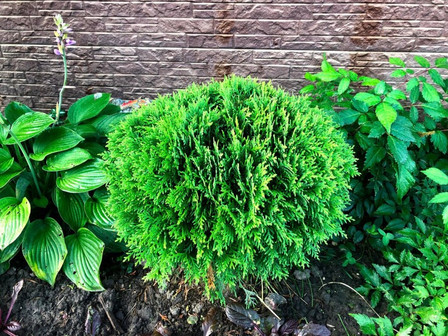 Туя Нана шаровидная