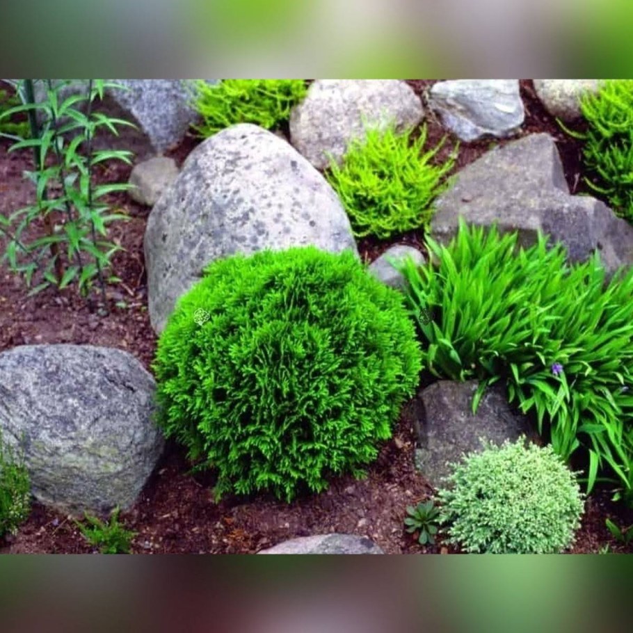 Туя шаровидная Даника..