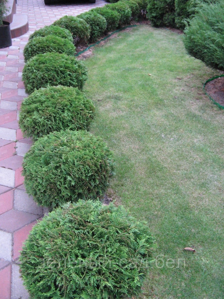 Туя Западная "Даника" Thuja occidentalis 'Danica'