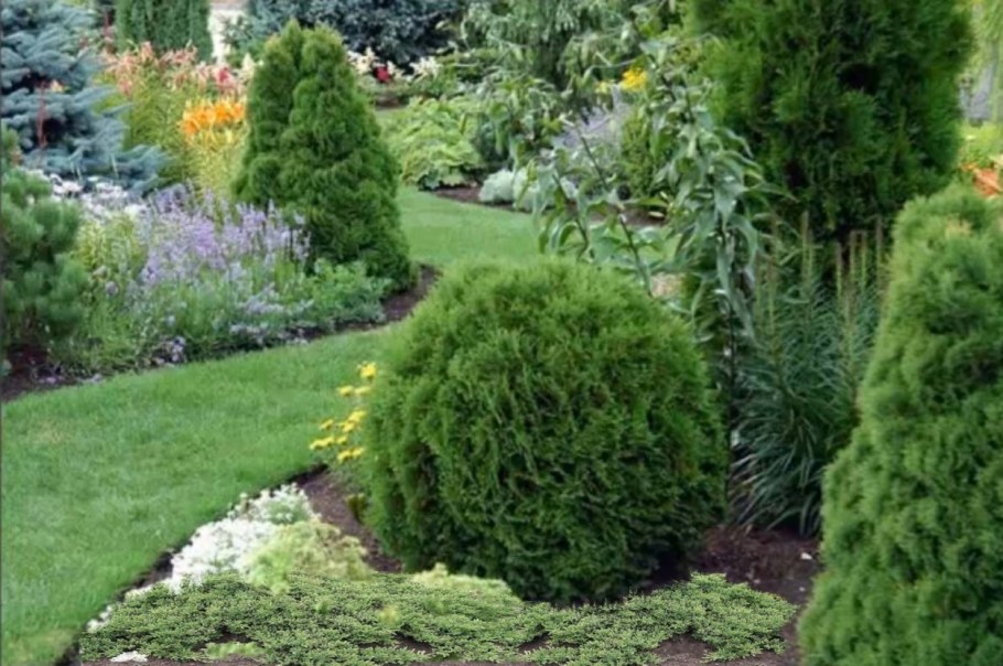 Туя Западная Тини