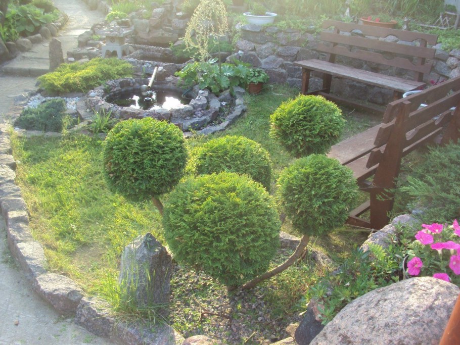 Туя Западная Даника