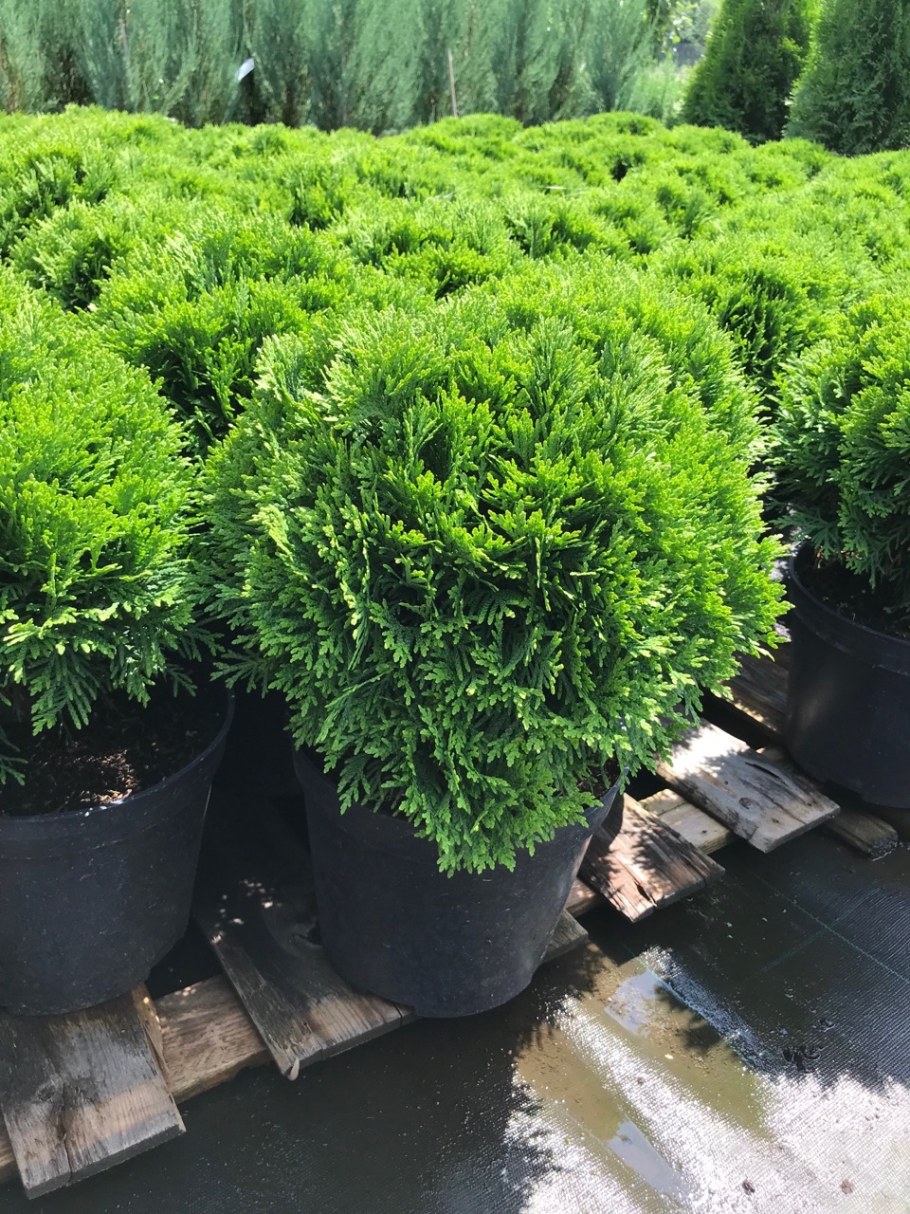 Туя Даника р9