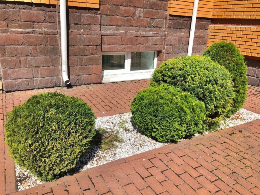 Туя Глобоза в ландшафте