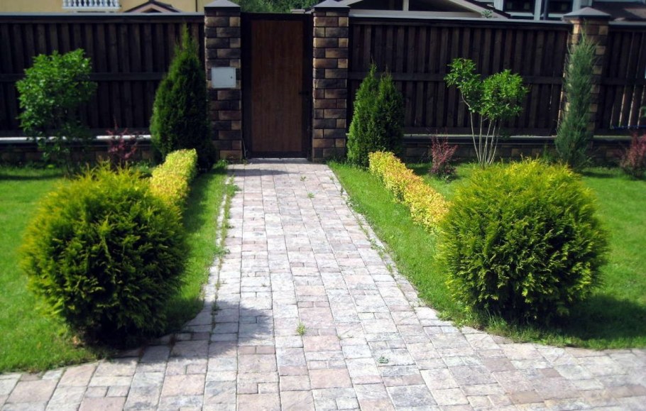 Туя Даника бордюр