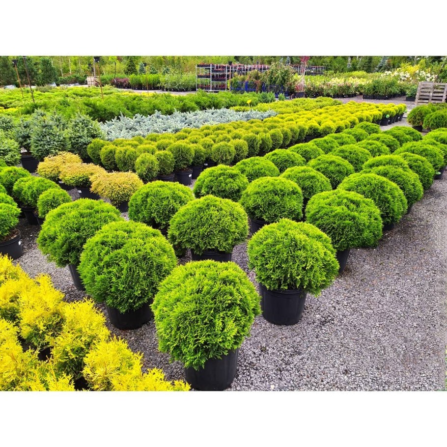 Туя Западная шаровидная Даника