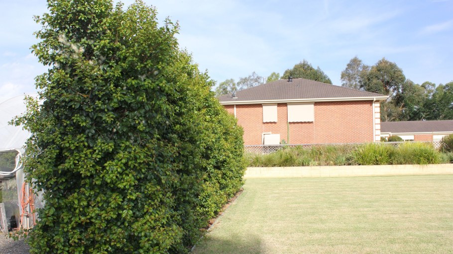 Липа мелколистная Живая изгородь