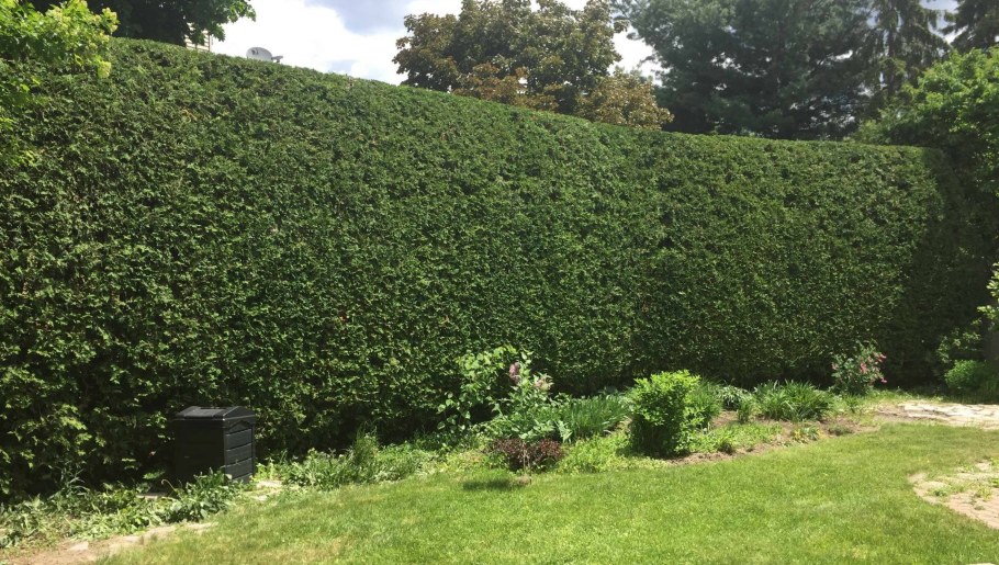 Липа мелколистная изгородь