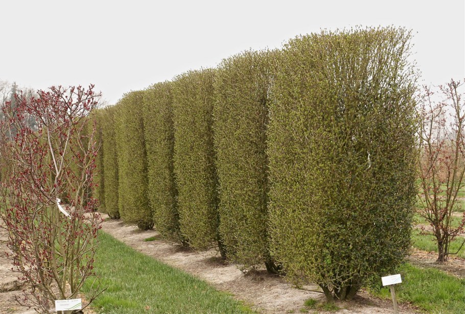 Вяз приземистый Живая изгородь