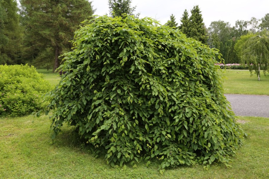 Граб Плакучий