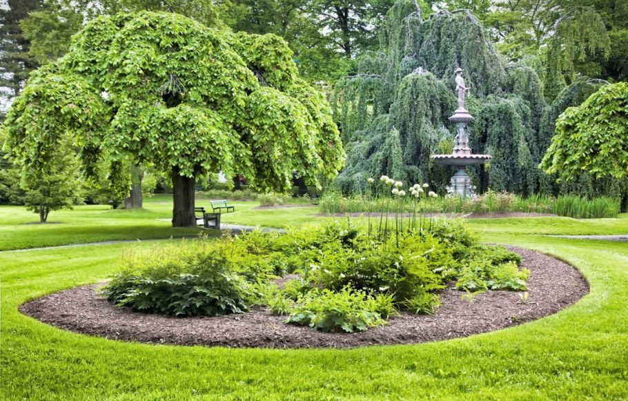 Вяз шершавый Кампердоуни в ландшафте