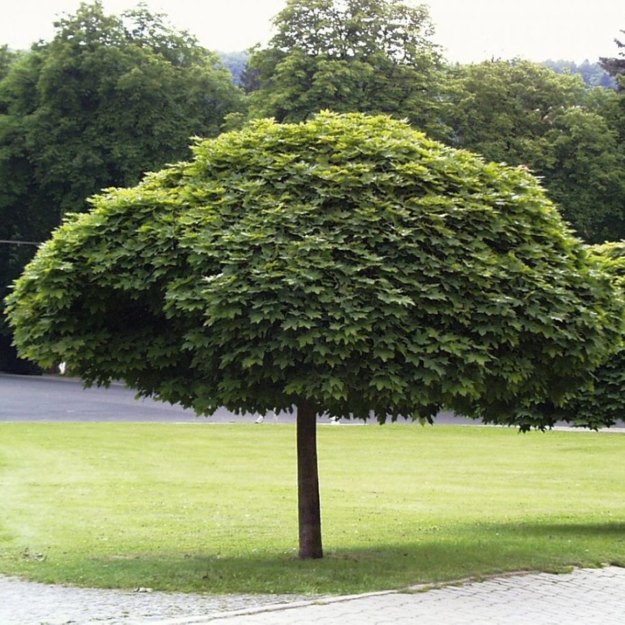 Клен платановидный Глобозум