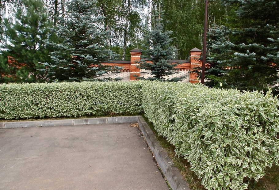 Дерен белый Элегантиссима Живая изгородь