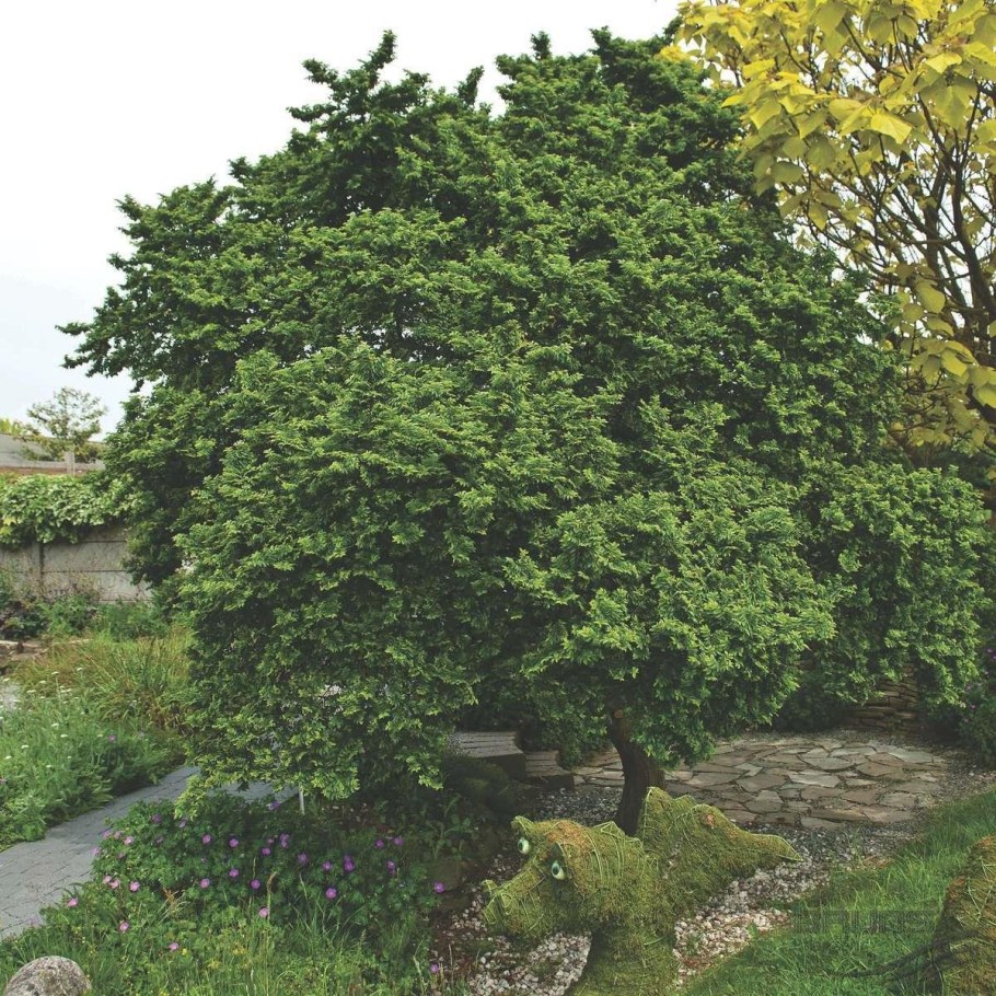 Ulmus Minor 'Jacqueline hillier'
