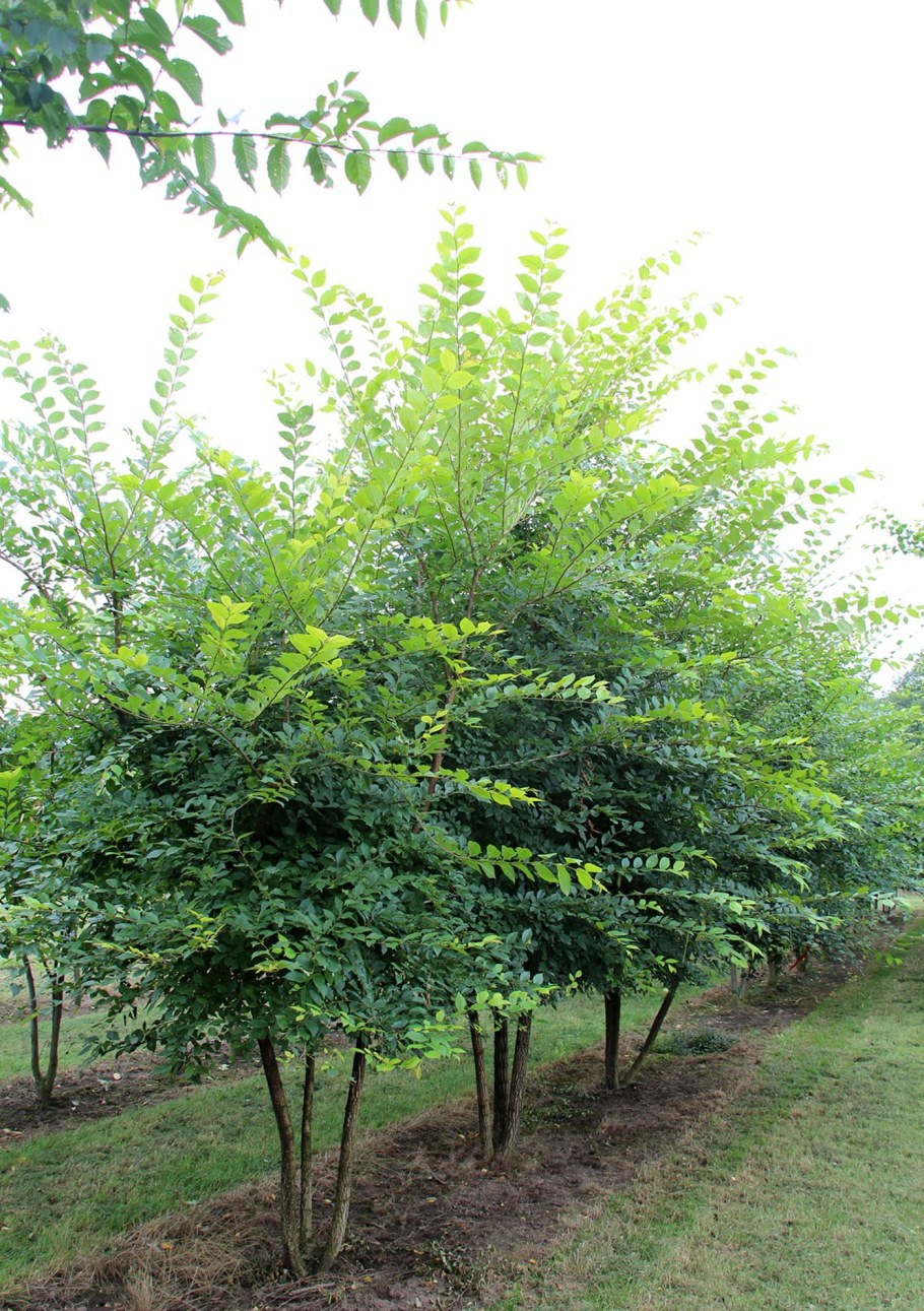 Вяз мелколистный кустарник