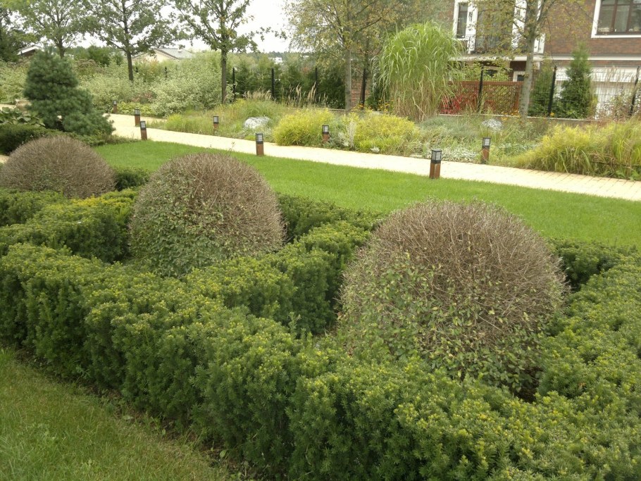 Самшит и туя Живая изгородь