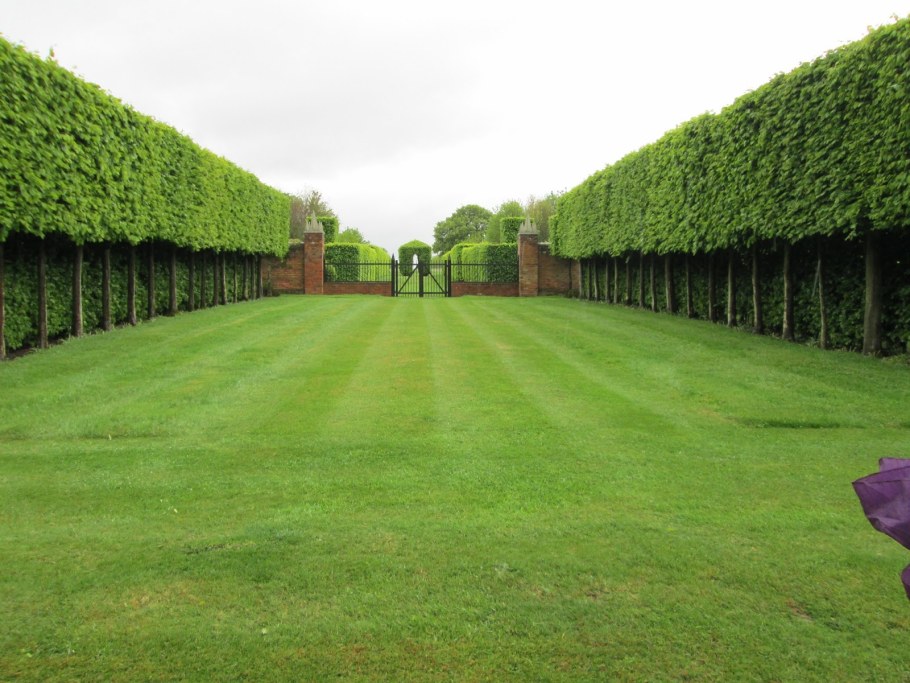 Ильм мелколистный Живая изгородь