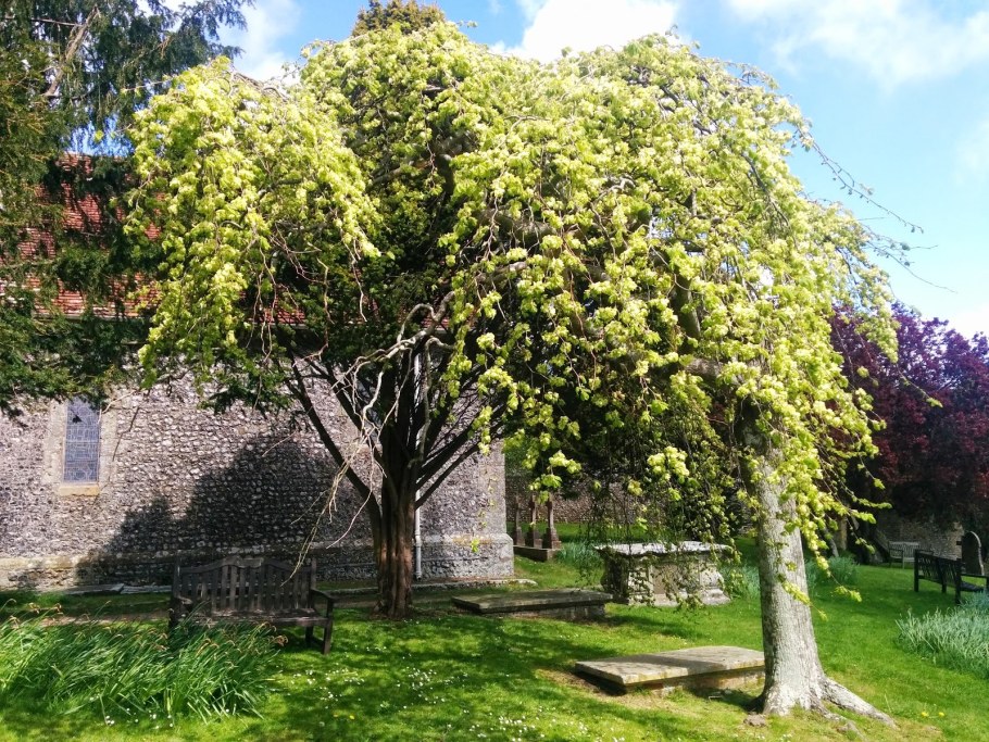 Вяз Кампердоуни