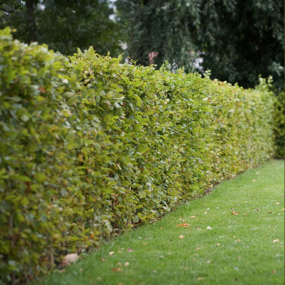 Карагач Живая изгородь