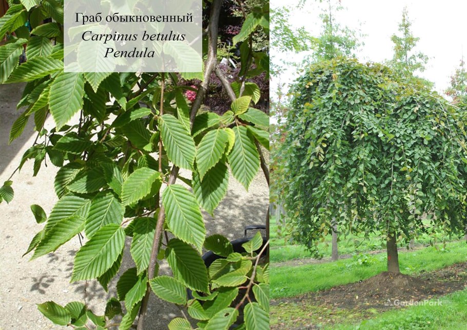 Carpinus betulus pendula