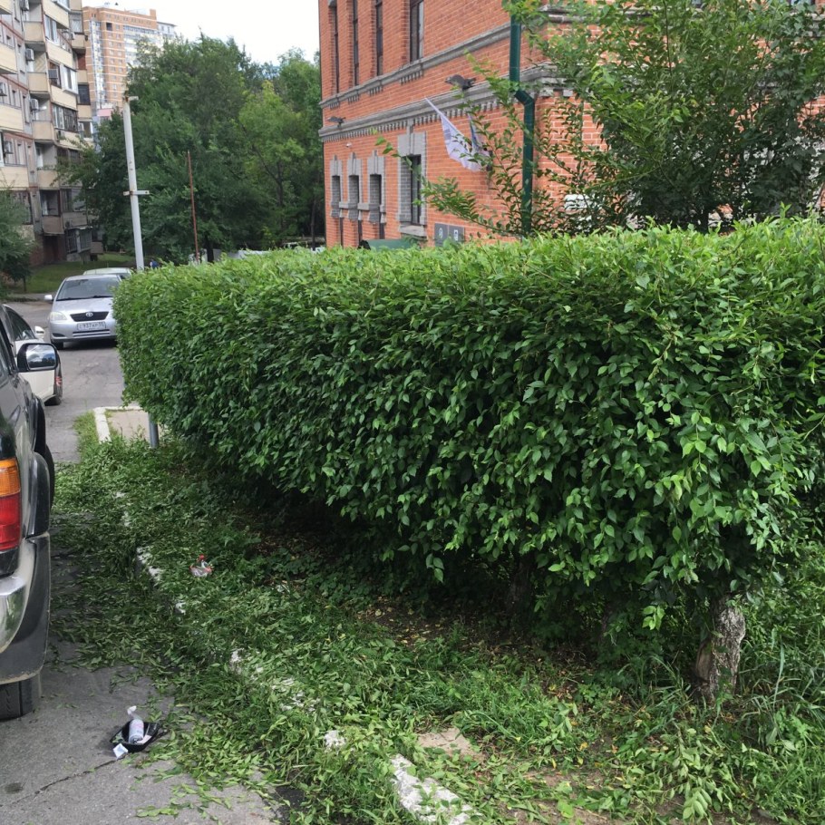 Живая изгородь кизильник липа