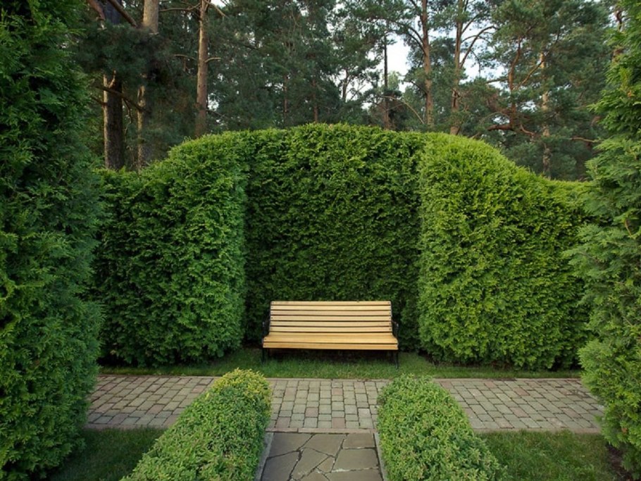 Туя Брабант Живая изгородь