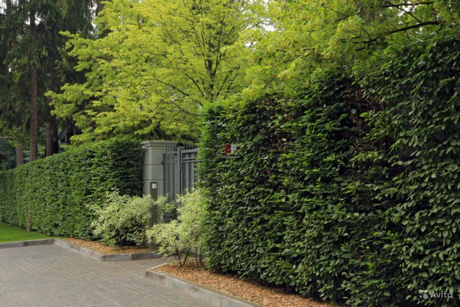 Липа мелколистная Живая изгородь