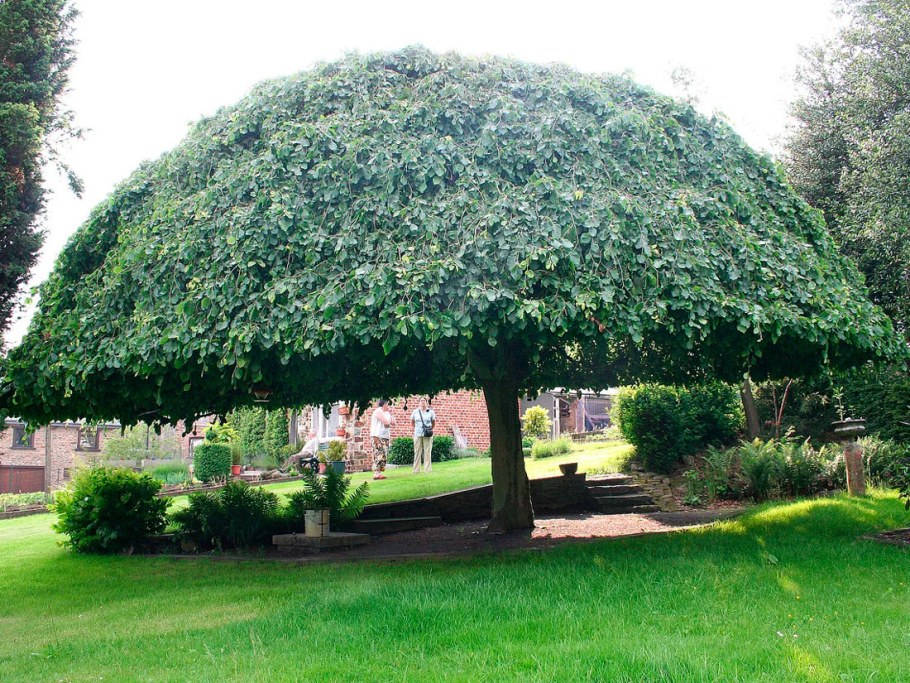 Вяз шершавый Camperdownii