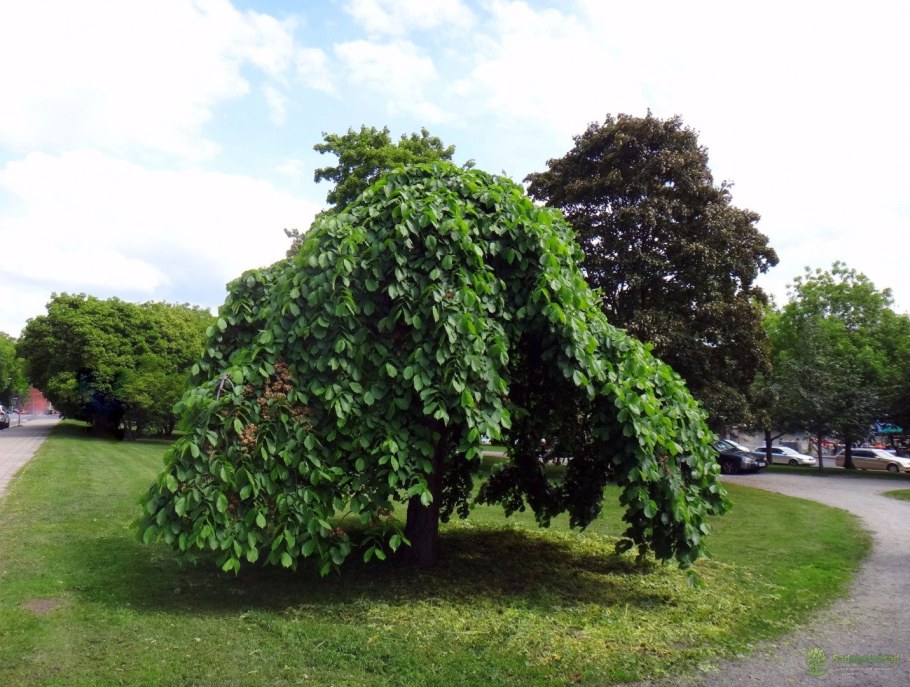 Липа плакучая Пендула