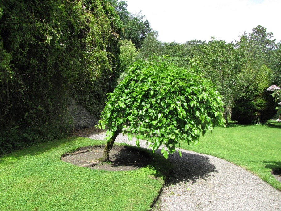 Шелковица Пендула