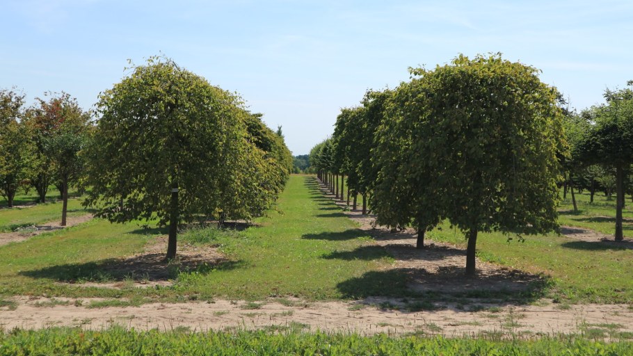 Вяз ильмовник