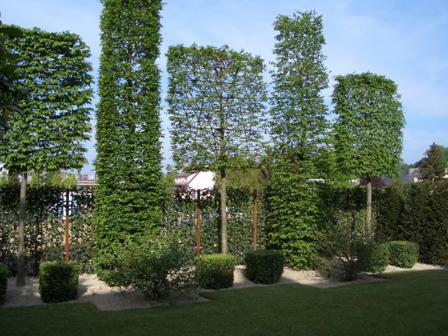 Липа мелколистная шпалера