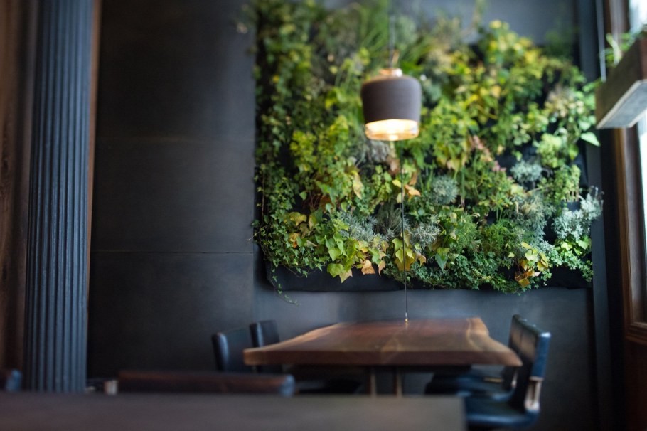 Фитостена мох