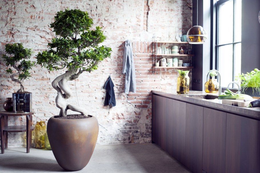 Банзай дерево в интерьере