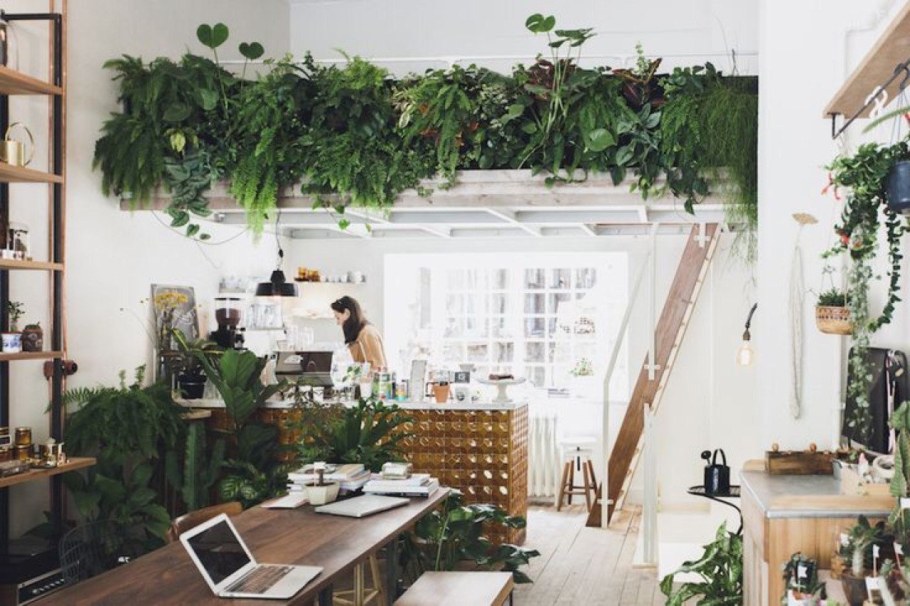 Растения лофт