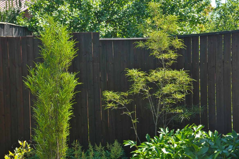 Крушина ломкая Fine line