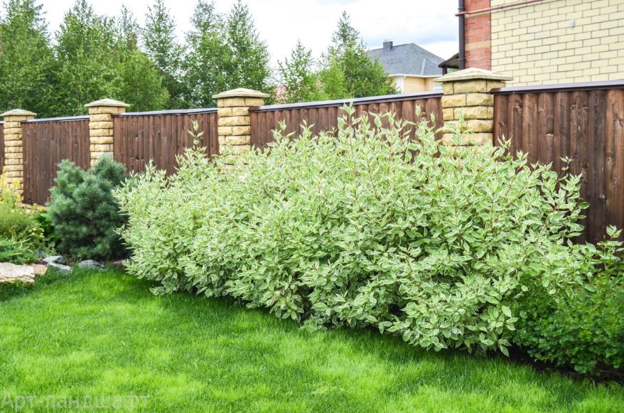 Дерен Элегантиссима Живая изгородь