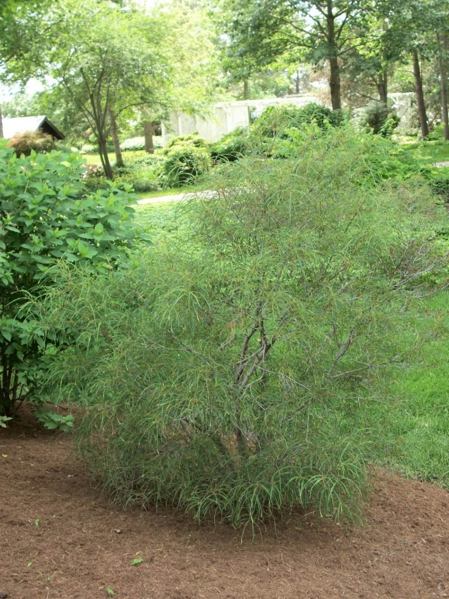 Крушина ломкая Asplenifolia